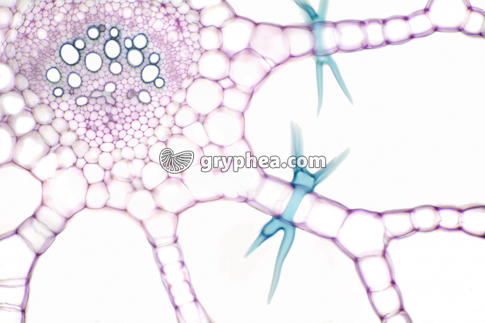 Pétiole de Nénuphar - sclérites CT x40 - gryphea.com
